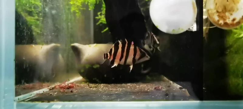 三湖虎魚哪個品種好養：三湖虎魚的飼養指南