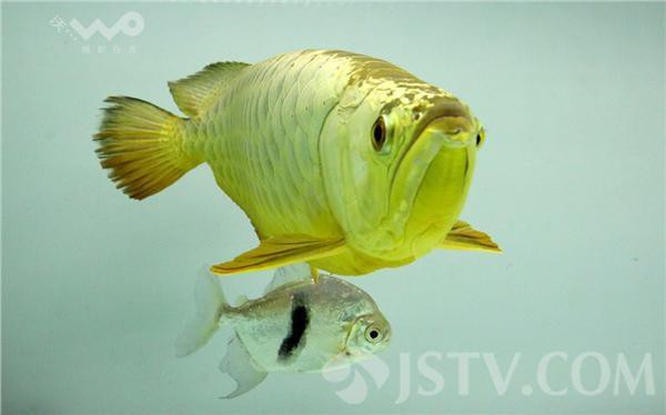 南京龍魚店：南京龍魚店南京一水族館驚現天價龍魚掉眼修復店 南京龍魚店：南京龍魚店南京一水族館驚現天價龍魚掉眼修復店 全國水族館企業名錄 第4張