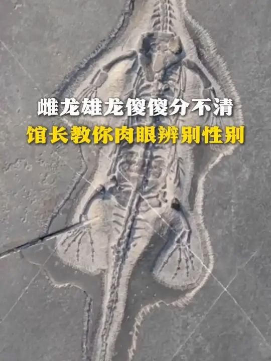 恐龍怎么分辨公母:古生物學家教你肉眼辨性別 龍魚百科 第1張 恐龍怎么分辨公母:古生物學家教你肉眼辨性別 恐龍怎么分辨公母:古生物學家教你肉眼辨性別 龍魚百科 第1張