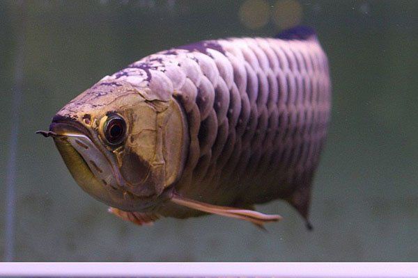 如何區分古典過背和金頭過背？：古典過背與金頭過背的區別