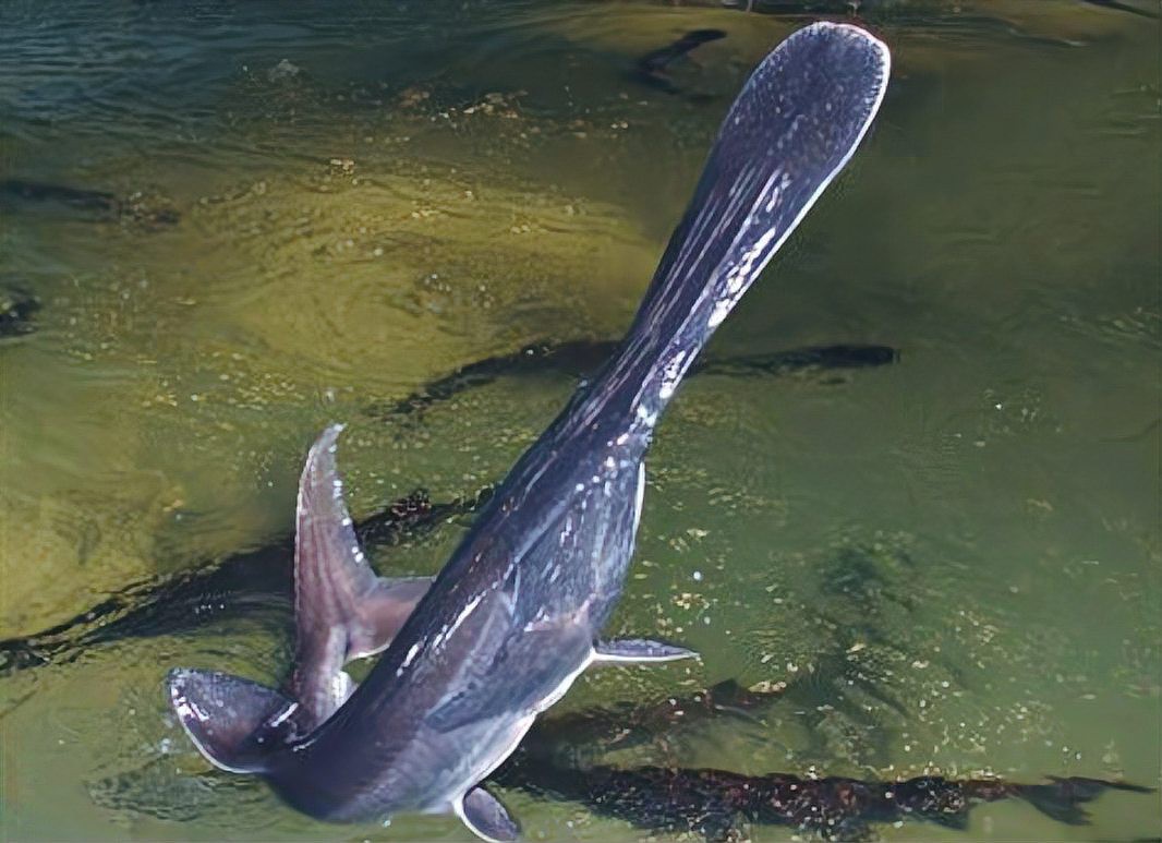 世界上最鴨嘴魚有少斤：鴨嘴魚——美國“鴨嘴魚” 世界上最鴨嘴魚有少斤：鴨嘴魚——美國“鴨嘴魚” 龍魚論壇 第1張