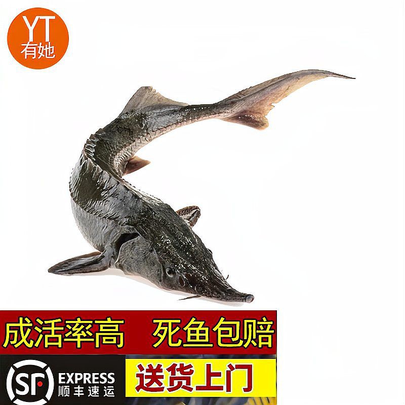 世界上最鴨嘴魚有少斤：鴨嘴魚——美國“鴨嘴魚” 世界上最鴨嘴魚有少斤：鴨嘴魚——美國“鴨嘴魚” 龍魚論壇 第10張