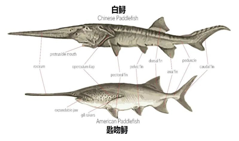 世界上最鴨嘴魚有少斤：鴨嘴魚——美國“鴨嘴魚” 世界上最鴨嘴魚有少斤：鴨嘴魚——美國“鴨嘴魚” 龍魚論壇 第3張