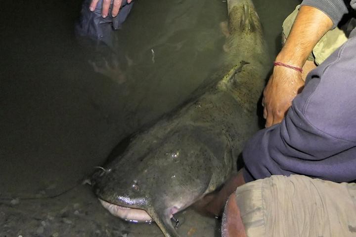 世界上最鴨嘴魚有少斤：鴨嘴魚——美國“鴨嘴魚” 世界上最鴨嘴魚有少斤：鴨嘴魚——美國“鴨嘴魚” 龍魚論壇 第6張