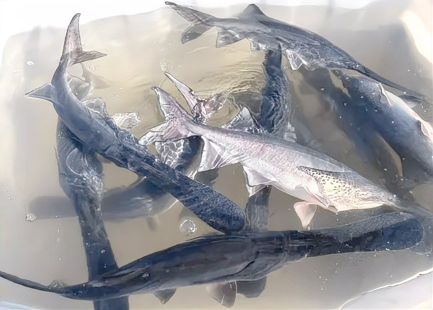 世界上最鴨嘴魚有少斤：鴨嘴魚——美國“鴨嘴魚” 世界上最鴨嘴魚有少斤：鴨嘴魚——美國“鴨嘴魚” 龍魚論壇 第8張