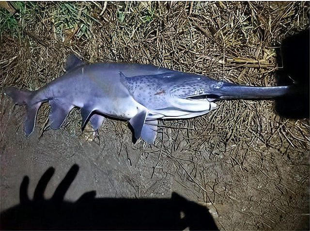 世界上最鴨嘴魚有少斤：鴨嘴魚——美國“鴨嘴魚” 世界上最鴨嘴魚有少斤：鴨嘴魚——美國“鴨嘴魚” 龍魚論壇 第7張