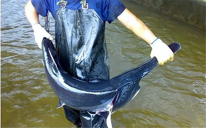 世界上最鴨嘴魚有少斤：鴨嘴魚——美國“鴨嘴魚” 世界上最鴨嘴魚有少斤：鴨嘴魚——美國“鴨嘴魚” 龍魚論壇 第9張