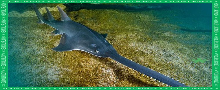 世界上最鴨嘴魚有少斤：鴨嘴魚——美國“鴨嘴魚” 世界上最鴨嘴魚有少斤：鴨嘴魚——美國“鴨嘴魚” 龍魚論壇 第5張