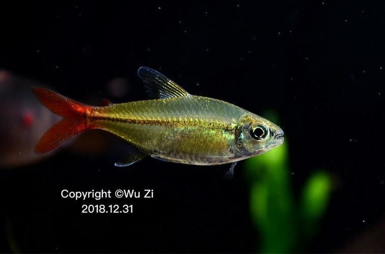 紅尾平克魚怎么混養：紅尾平克魚怎么混養觀賞魚混養高階技巧