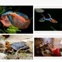 紅尾平克魚怎么混養(yǎng)：紅尾平克魚怎么混養(yǎng)觀賞魚混養(yǎng)高階技巧