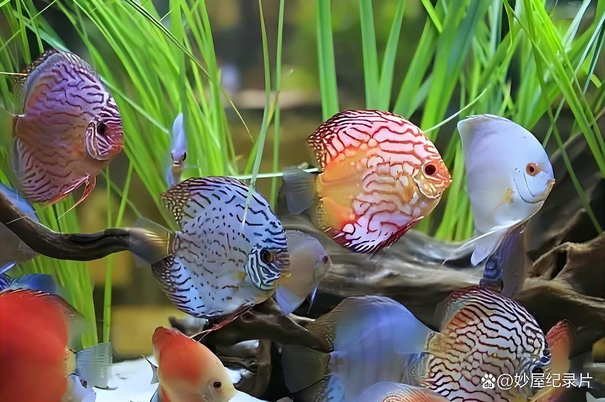 紅尾平克魚怎么混養(yǎng)：紅尾平克魚怎么混養(yǎng)觀賞魚混養(yǎng)高階技巧