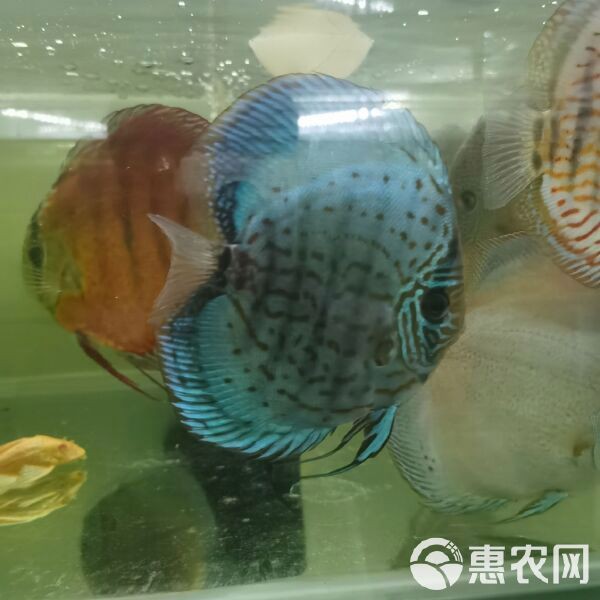 七彩神仙魚市場價格：*