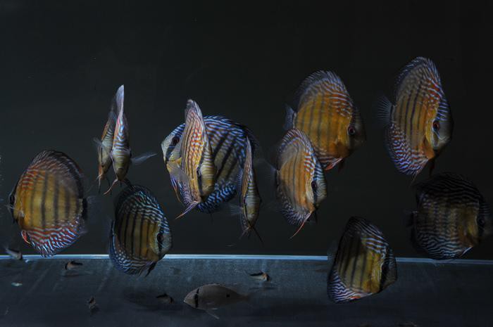 七彩神仙魚市場價格：*