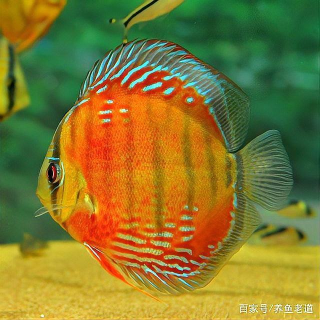 七彩神仙魚市場價格：*