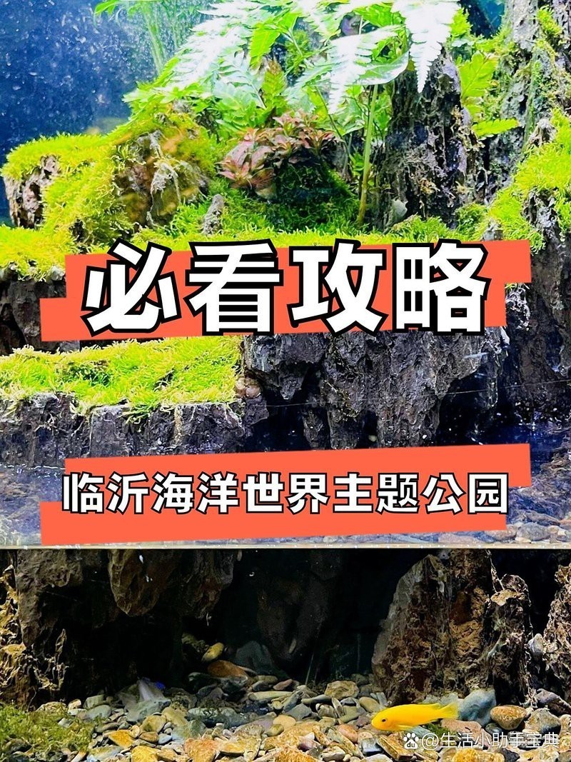 臨沂水族店：臨沂水族店哪家口碑最好 臨沂水族店：臨沂水族店哪家口碑最好 全國水族館企業名錄 第5張