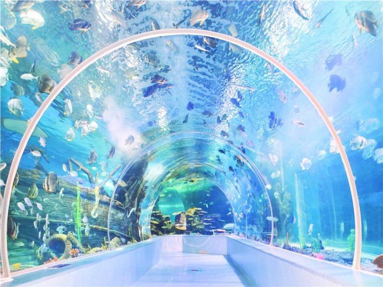 臨沂水族店：臨沂水族店哪家口碑最好 臨沂水族店：臨沂水族店哪家口碑最好 全國水族館企業名錄 第2張