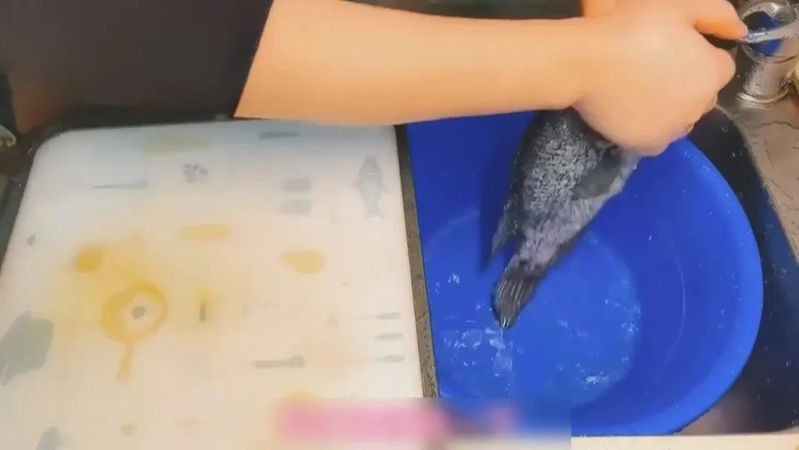 海水魚細菌感染的死亡率有多高？：海水魚因細菌感染導致的死亡率受多重因素影響具有差異性 海水魚細菌感染的死亡率有多高？：海水魚因細菌感染導致的死亡率受多重因素影響具有差異性 龍魚百科 第5張