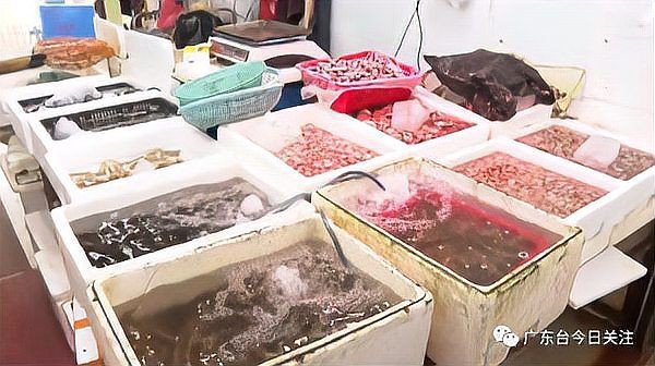 海水魚細菌感染的死亡率有多高？：海水魚因細菌感染導致的死亡率受多重因素影響具有差異性 海水魚細菌感染的死亡率有多高？：海水魚因細菌感染導致的死亡率受多重因素影響具有差異性 龍魚百科 第8張
