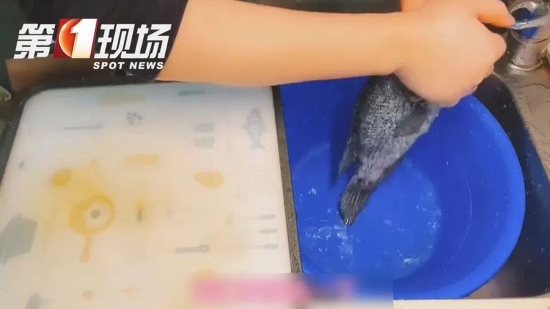 海水魚細菌感染的死亡率有多高？：海水魚因細菌感染導致的死亡率受多重因素影響具有差異性 海水魚細菌感染的死亡率有多高？：海水魚因細菌感染導致的死亡率受多重因素影響具有差異性 龍魚百科 第3張