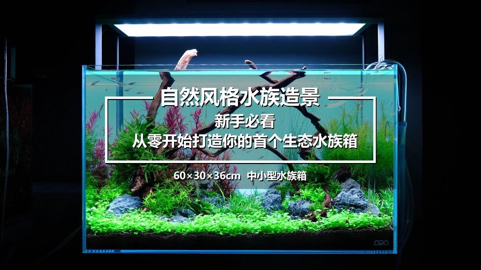 家庭水族箱布置技巧:家庭水族箱如何布置? 龍魚(yú)百科 第2張 家庭水族箱布置技巧:家庭水族箱如何布置? 家庭水族箱布置技巧:家庭水族箱如何布置? 龍魚(yú)百科 第2張