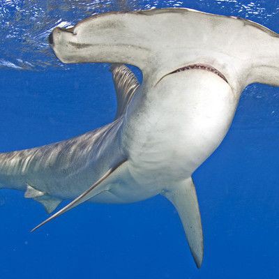寬頭鯊魚叫什么：寬頭鯊魚頭部具有獨特的錘狀或鏟形結構或鏟形結構