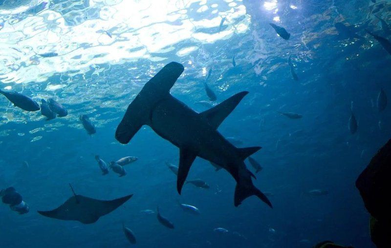 寬頭鯊魚叫什么：寬頭鯊魚頭部具有獨特的錘狀或鏟形結構或鏟形結構
