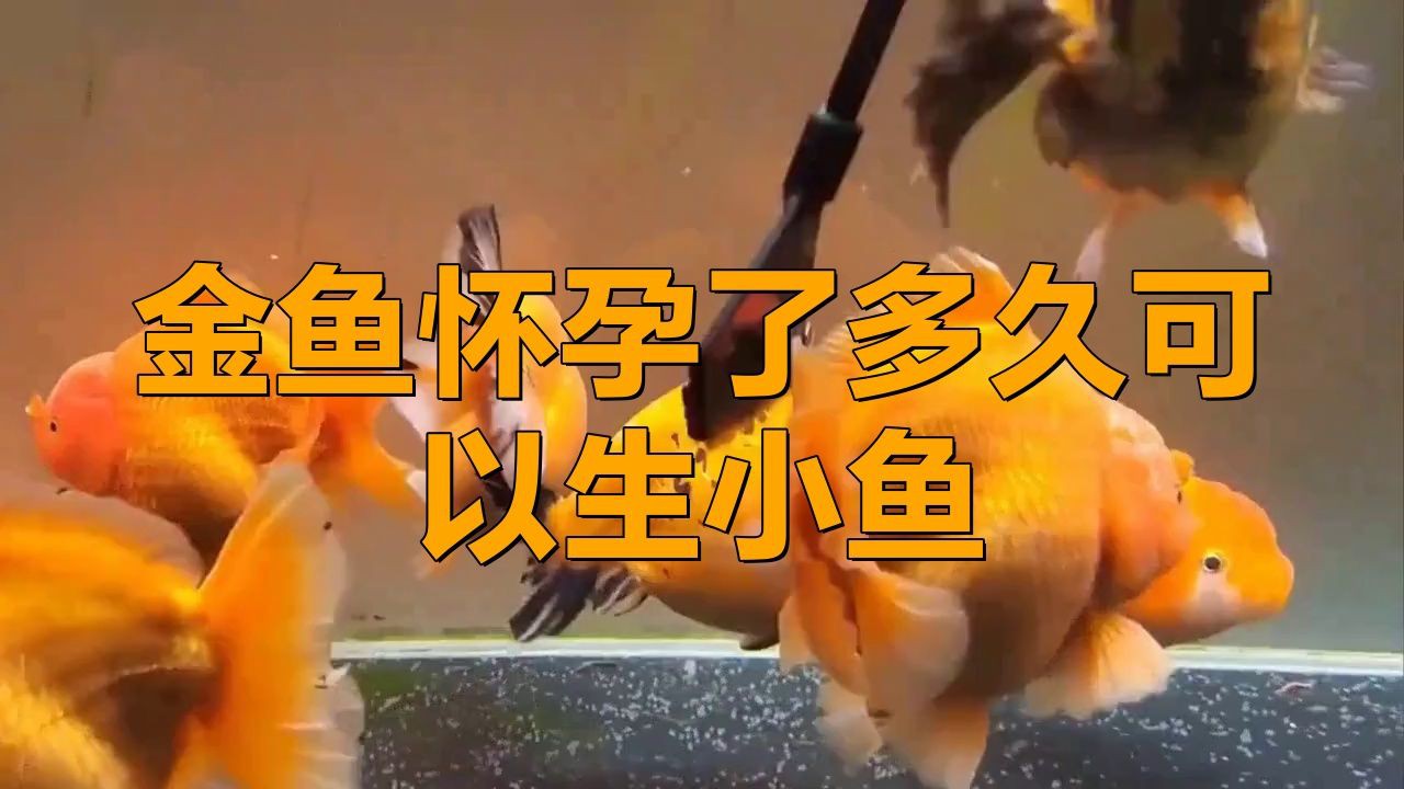 小金魚懷孕后多久會產卵？：小金魚懷孕多久生小金魚