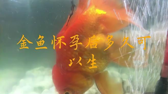 小金魚懷孕后多久會產卵？：小金魚懷孕多久生小金魚