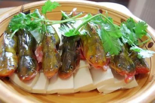 鳳臺龍魚店：鳳臺縣有龍魚店嗎