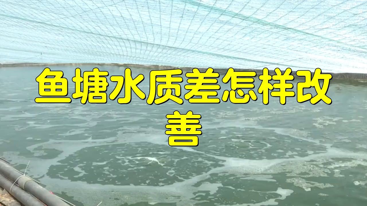 水質(zhì)惡化性爛鰓如何快速處理？：水質(zhì)惡化導(dǎo)致的魚類爛鰓病需綜合水質(zhì)調(diào)節(jié)與針對性治療
