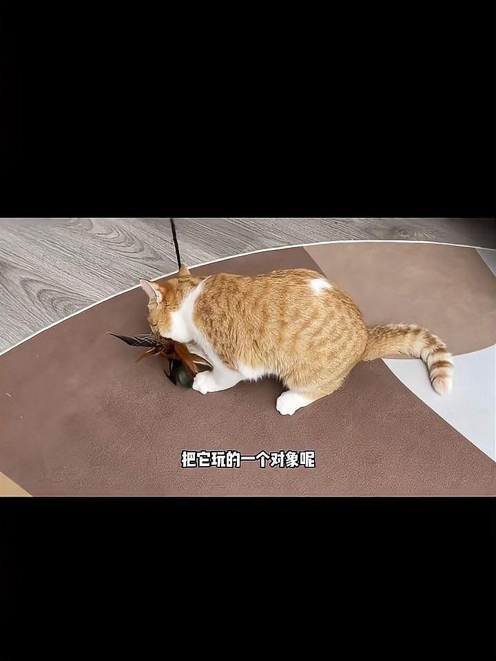 貓咪自動喂食器哪一款好用：貓咪自動喂食器測評