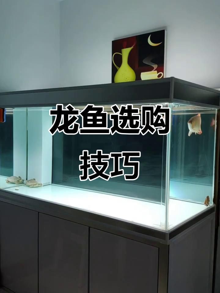如何選購高品質的金龍魚過背？：如何選購高品質的金龍魚過背