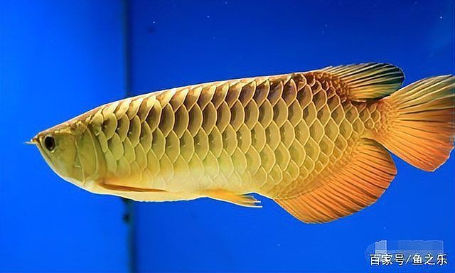 如何鑒別過背金龍的血統？：過背金龍血統與價格差異解析 如何鑒別過背金龍的血統？：過背金龍血統與價格差異解析 龍魚百科 第5張