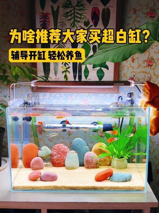 熱彎魚缸和超白玻璃哪個好：如何選擇魚缸材質超白缸和熱彎缸