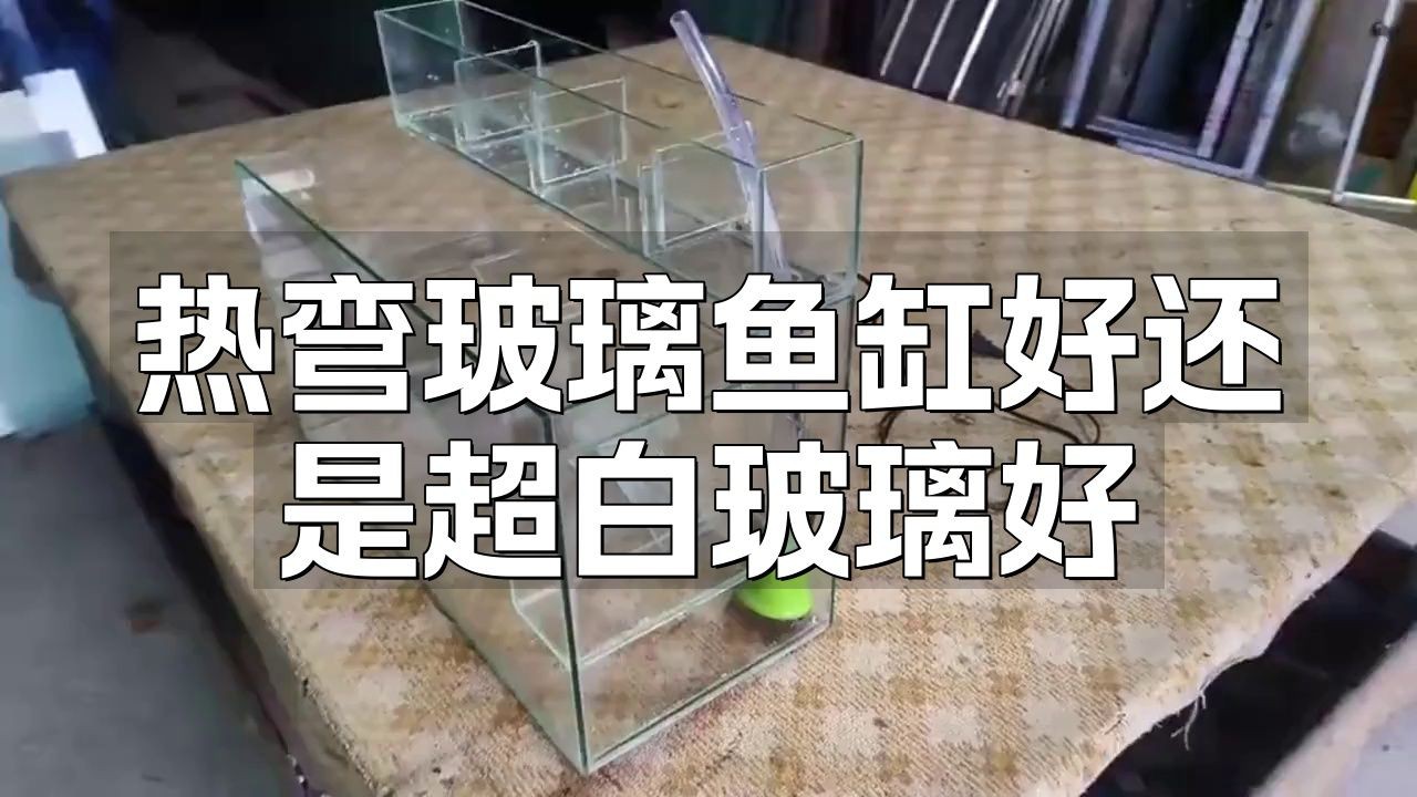 熱彎魚缸和超白玻璃哪個好：如何選擇魚缸材質超白缸和熱彎缸