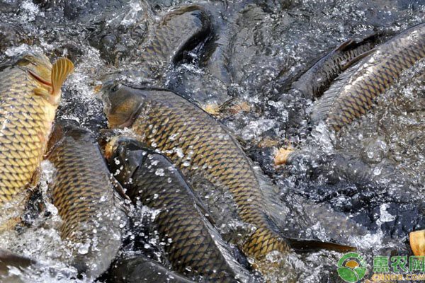 三角鯉魚(yú)一斤多少錢(qián)：鯉魚(yú)價(jià)格變遷背后的生態(tài)啟示