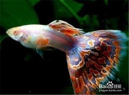 孔雀魚變黑了能活多久：孔雀魚突然變黑了能活多久