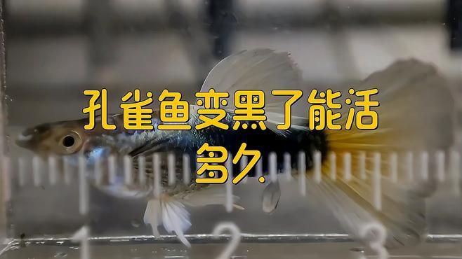 孔雀魚變黑了能活多久：孔雀魚突然變黑了能活多久
