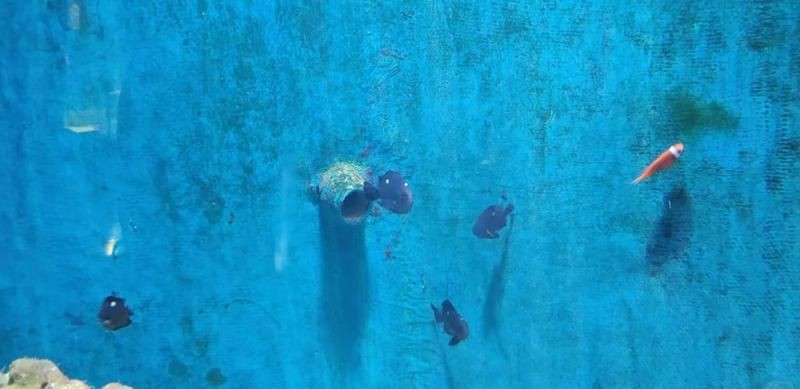 新鄉水族店：新鄉市博海水族及零售店怎么樣