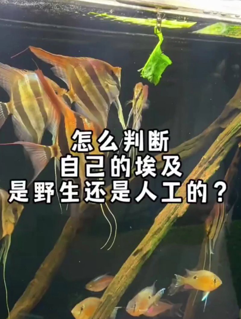 人工埃及和天然埃及哪個更值得買：人工修復的埃及與天然文物