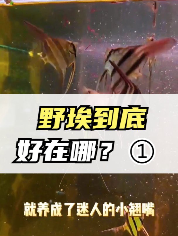 人工埃及和天然埃及哪個更值得買：人工修復的埃及與天然文物