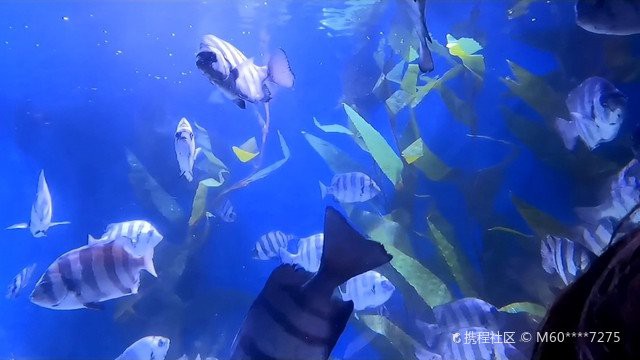 義烏水族店：義烏水族市場在哪里義烏水族市場在哪里推薦幾家水族店 義烏水族店：義烏水族市場在哪里義烏水族市場在哪里推薦幾家水族店 全國水族館企業名錄 第6張