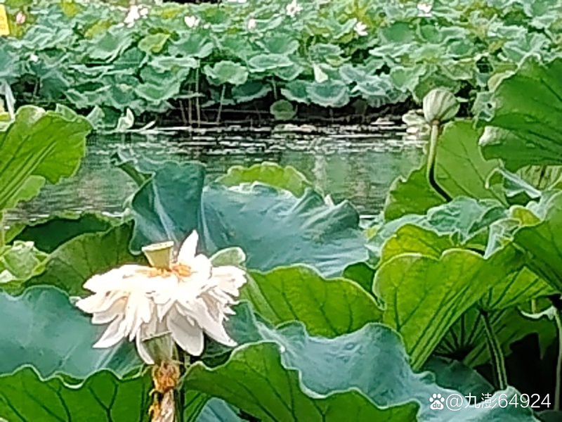 什么因果引來(lái)老鼠：修行的老鼠通靈夜話(huà)拜佛 什么因果引來(lái)老鼠：修行的老鼠通靈夜話(huà)拜佛 龍魚(yú)論壇 第3張