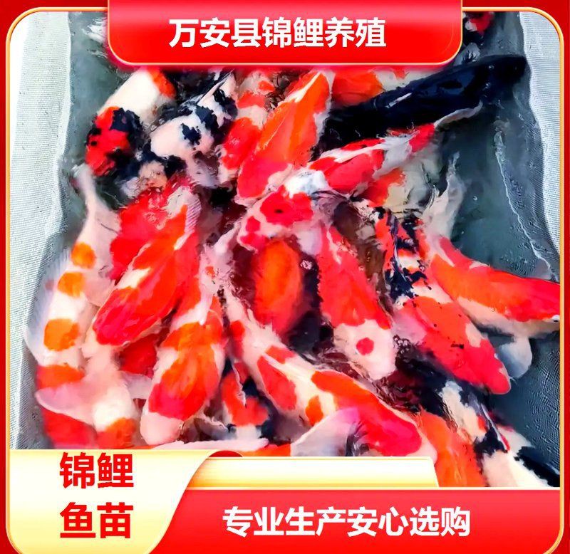 株洲水族店：株洲市水族店實體店鋪信息