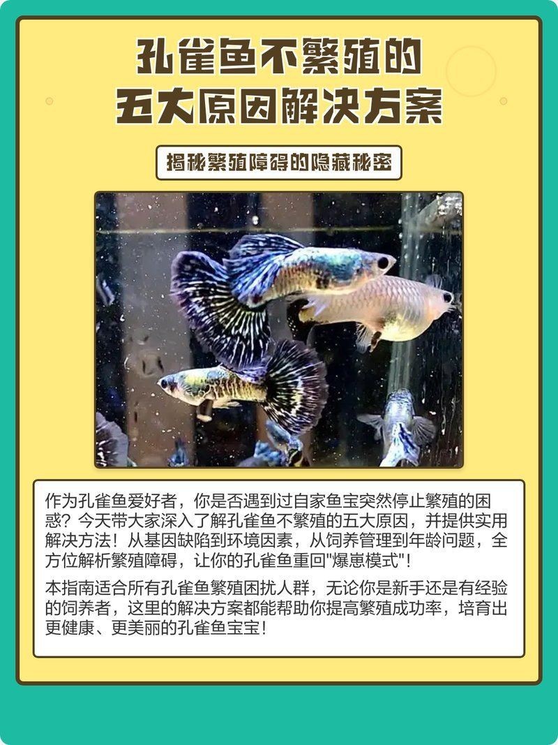 孔雀魚(yú)肚子很大為什么就是不生:孔雀魚(yú)出現(xiàn)腹部膨大但遲遲不生產(chǎn)的情況可能由以下原因及解決方案 龍魚(yú)百科 第1張 孔雀魚(yú)肚子很大為什么就是不生:孔雀魚(yú)出現(xiàn)腹部膨大但遲遲不生產(chǎn)的情況可能由以下原因及解決方案 孔雀魚(yú)肚子很大為什么就是不生:孔雀魚(yú)出現(xiàn)腹部膨大但遲遲不生產(chǎn)的情況可能由以下原因及解決方案 龍魚(yú)百科 第1張