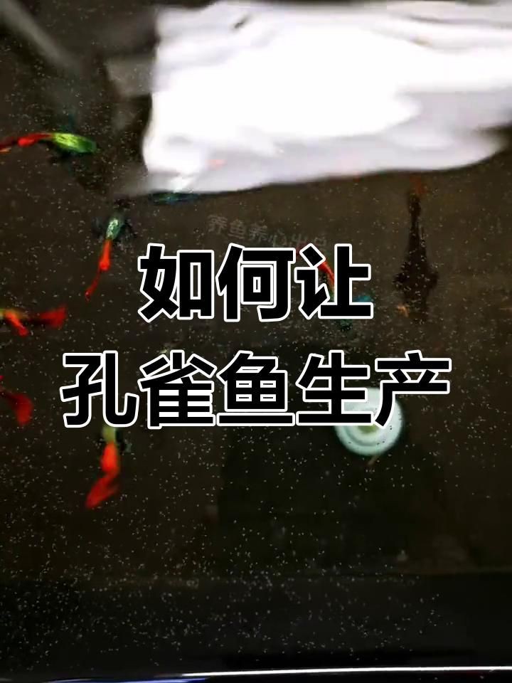孔雀魚(yú)肚子很大為什么就是不生:孔雀魚(yú)出現(xiàn)腹部膨大但遲遲不生產(chǎn)的情況可能由以下原因及解決方案 龍魚(yú)百科 第7張 孔雀魚(yú)肚子很大為什么就是不生:孔雀魚(yú)出現(xiàn)腹部膨大但遲遲不生產(chǎn)的情況可能由以下原因及解決方案 孔雀魚(yú)肚子很大為什么就是不生:孔雀魚(yú)出現(xiàn)腹部膨大但遲遲不生產(chǎn)的情況可能由以下原因及解決方案 龍魚(yú)百科 第7張