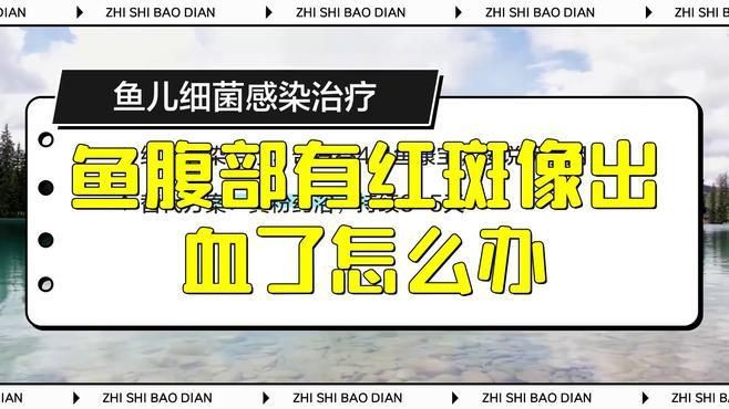 如何預防魚腹部充血？：如何預防金魚充血
