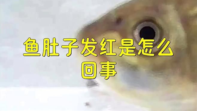 如何預防魚腹部充血？：如何預防金魚充血