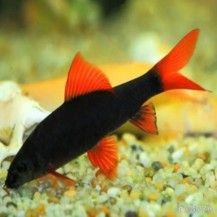 紅尾巴的小型觀賞魚:紅尾巴小型觀賞魚的飼養心得 龍魚論壇 第3張 紅尾巴的小型觀賞魚:紅尾巴小型觀賞魚的飼養心得 紅尾巴的小型觀賞魚:紅尾巴小型觀賞魚的飼養心得 龍魚論壇 第3張