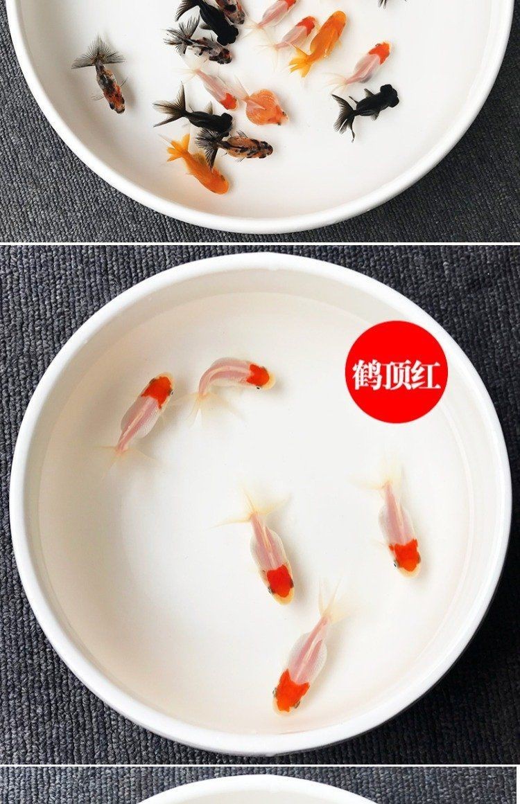 紅尾巴的小型觀賞魚:紅尾巴小型觀賞魚的飼養心得 龍魚論壇 第11張 紅尾巴的小型觀賞魚:紅尾巴小型觀賞魚的飼養心得 紅尾巴的小型觀賞魚:紅尾巴小型觀賞魚的飼養心得 龍魚論壇 第11張